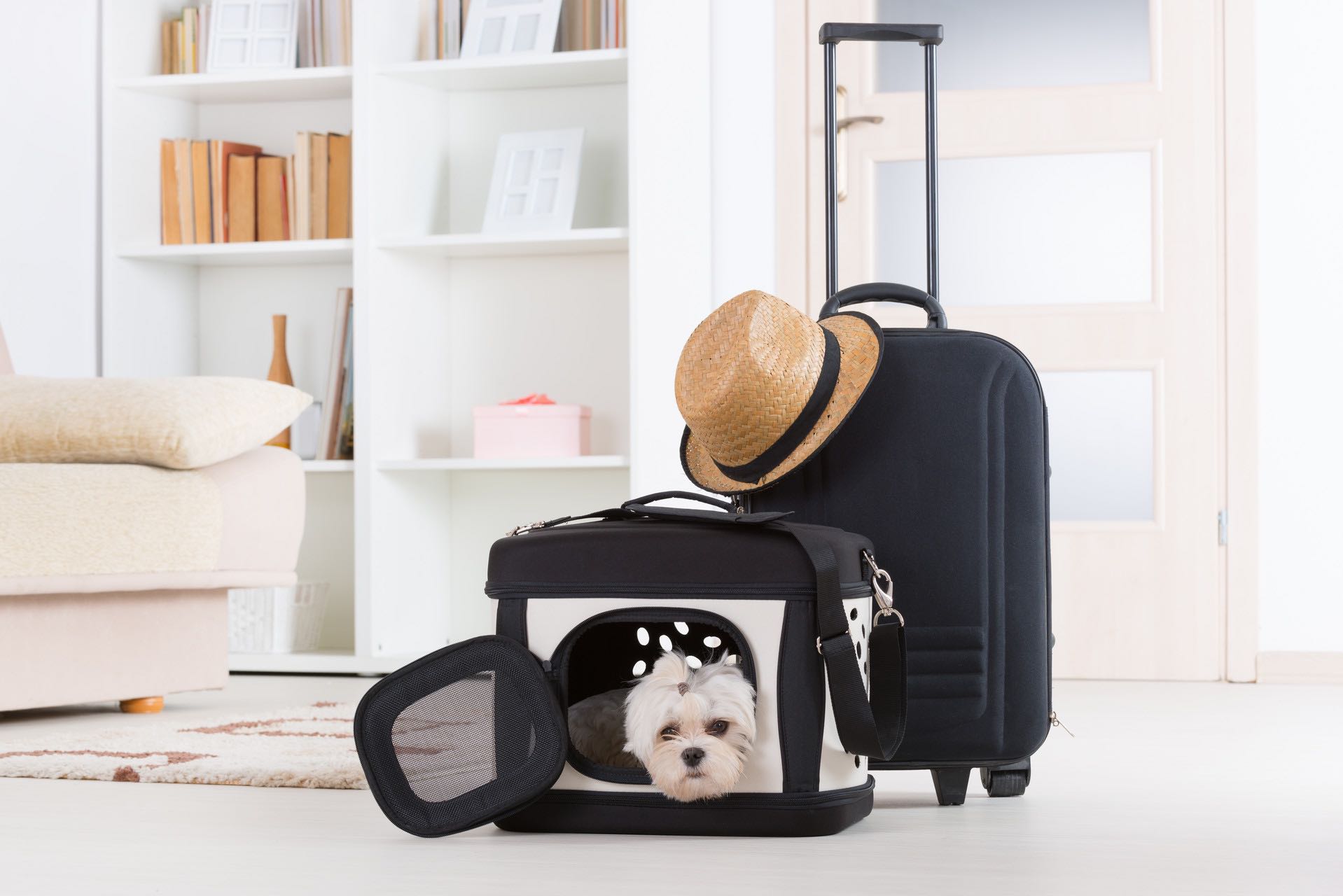 dog_luggage_airdolomiti