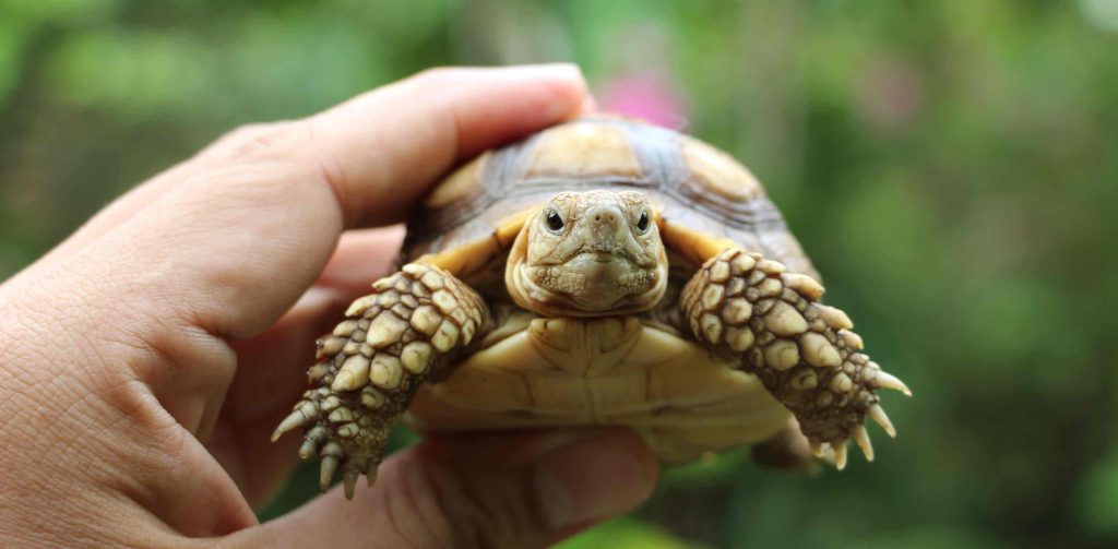 airdolomiti_blog_turtle